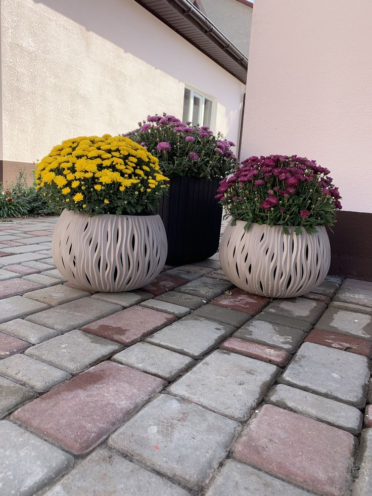 XXL Kasımpatı (Chrysanthemum morifolium)