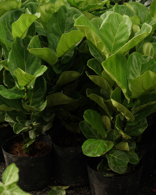 Ficus Lyrata Üç Köklü - Keman Yapraklı İncir 110-120 cm