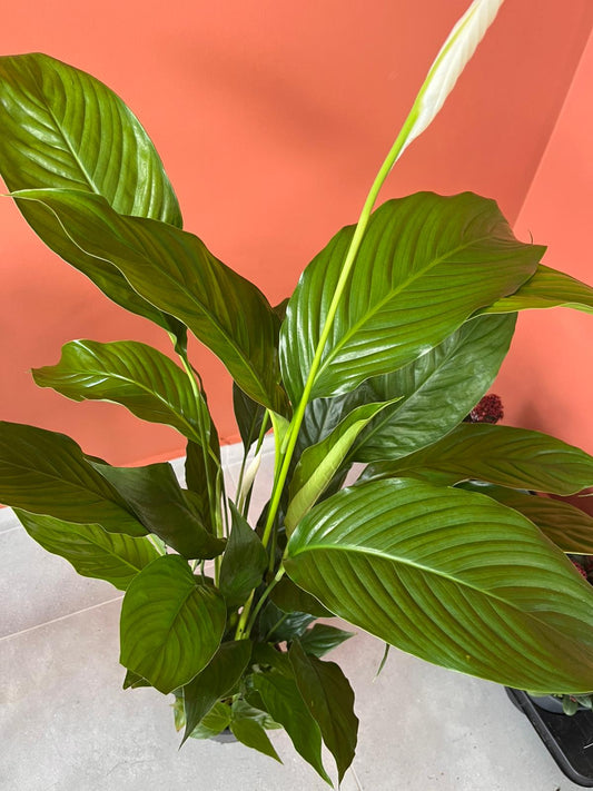 Spathiphyllum Barış Çiçeği Canlı İç Mekan Salon Bitkisi Yelken Çiçeği