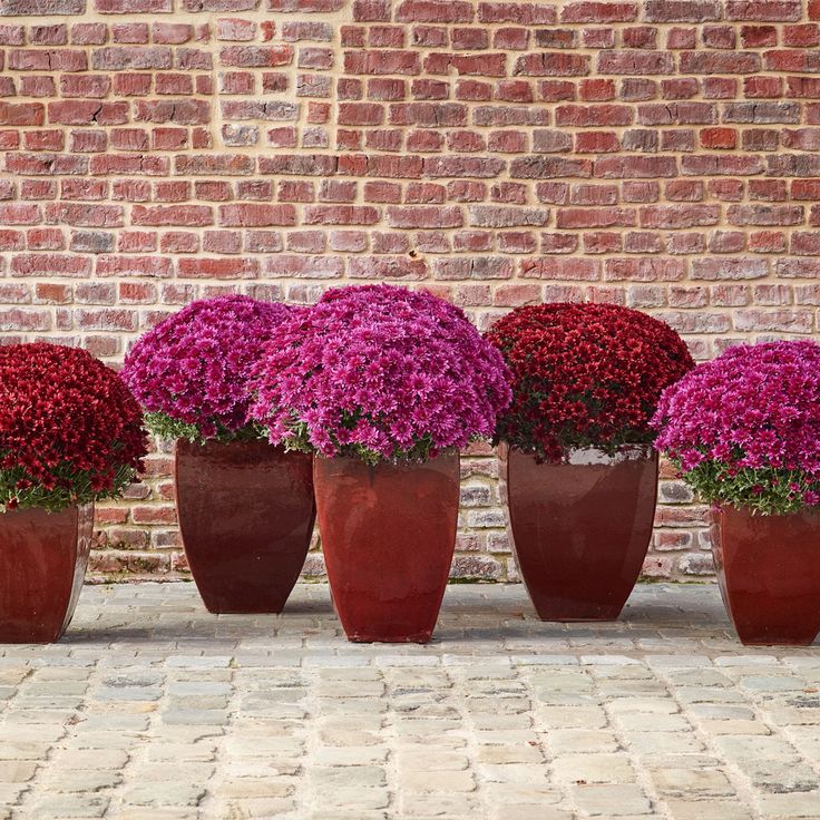 XXL Kasımpatı (Chrysanthemum morifolium)