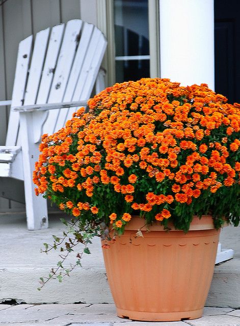 XXL Kasımpatı (Chrysanthemum morifolium)