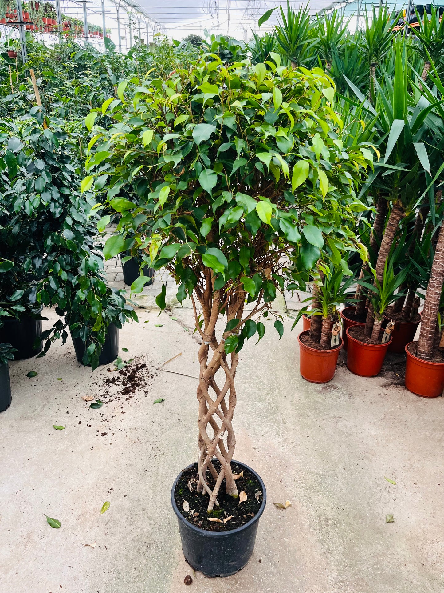 Benjamin Örgülü Kafes Ağlayan İncir Ağacı (Ficus Benjamin Danielle)