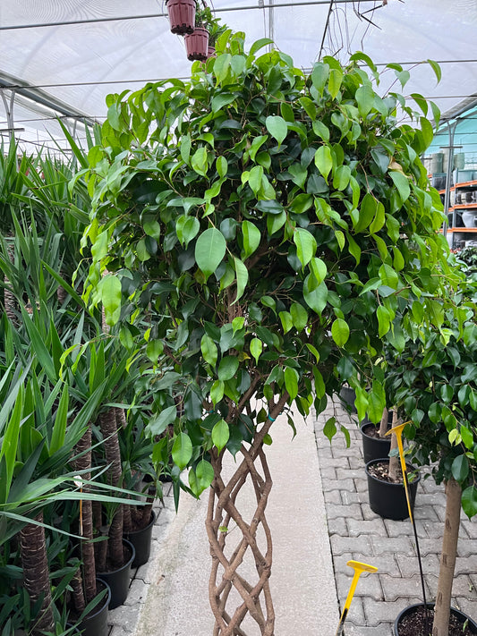 Ficus Benjamin Örgülü Gövde - Dev Boy XL 200 cm | Salon ve Ofis İçin İkonik Ağaç