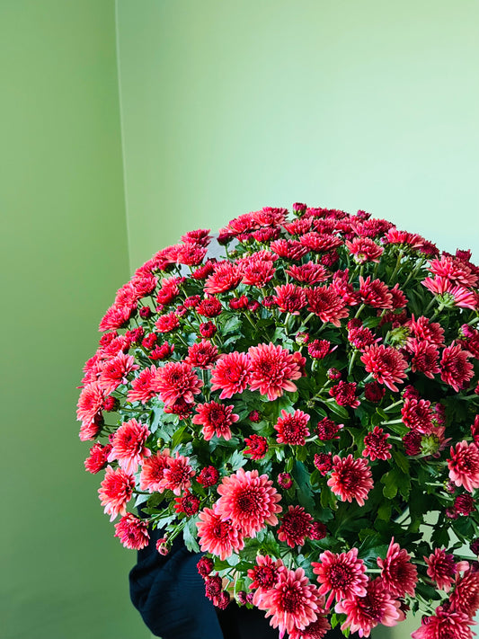 Kasımpatı XXL Chrysanthemum morifolium