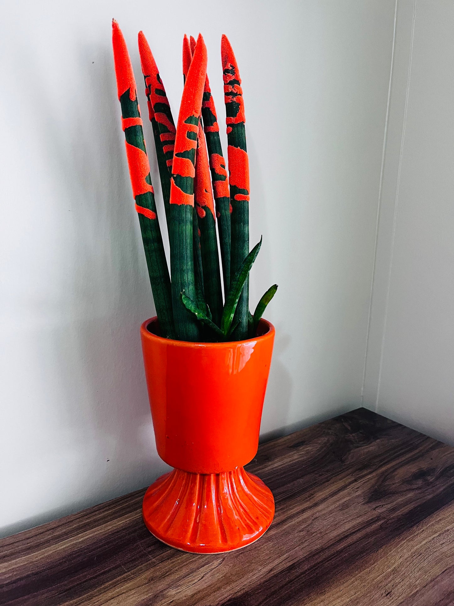 Sansevieria (Paşa Kılıcı Turuncu)