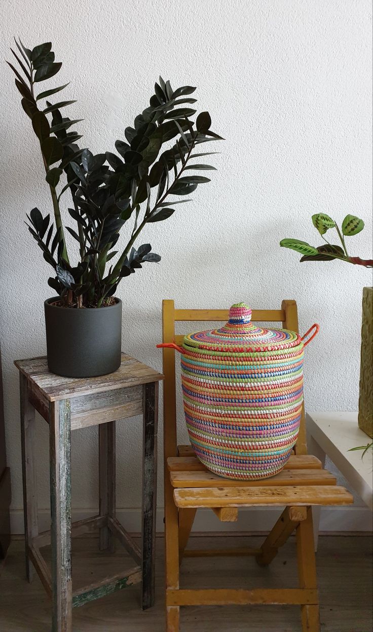 Zamia Çiçeği Siyah (Zamioculcas Zamiifolia)
