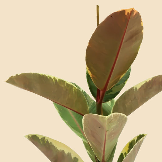 Alacali Kauçuk (Ficus Elastica Tineke) 80 100 cm