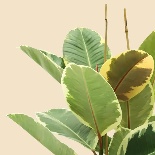 Alacalı Kauçuk iki gövdeli (Ficus Elastica Tineke) 100 120