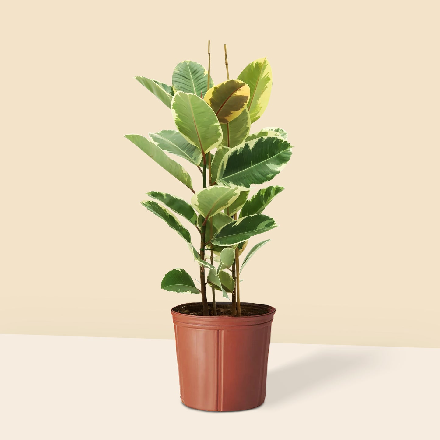 Alacalı Kauçuk iki gövdeli (Ficus Elastica Tineke) 100 120