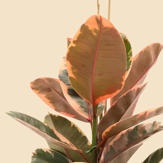 Alacalı Kauçuk iki gövdeli pembe (Ficus Elastica Belize) 100 120 cm