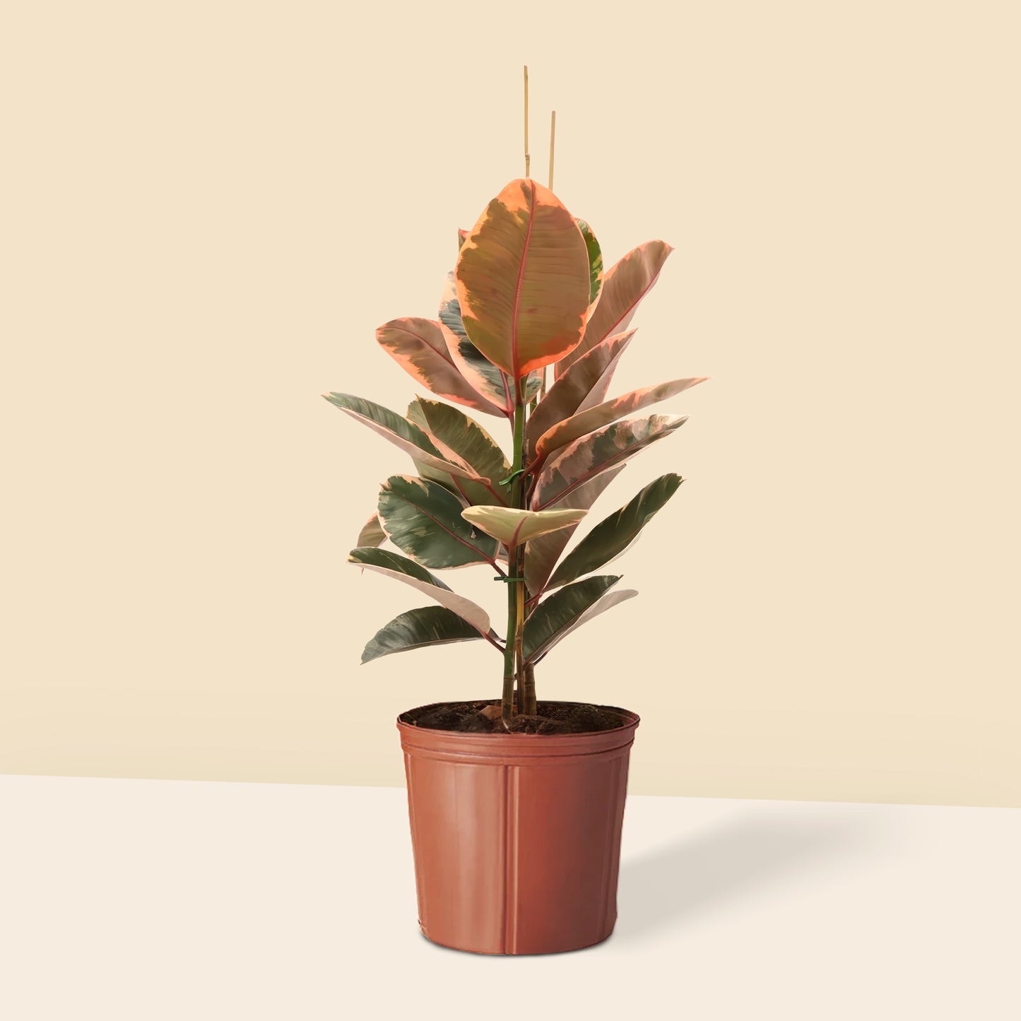 Alacalı Kauçuk iki gövdeli pembe (Ficus Elastica Belize) 100 120 cm