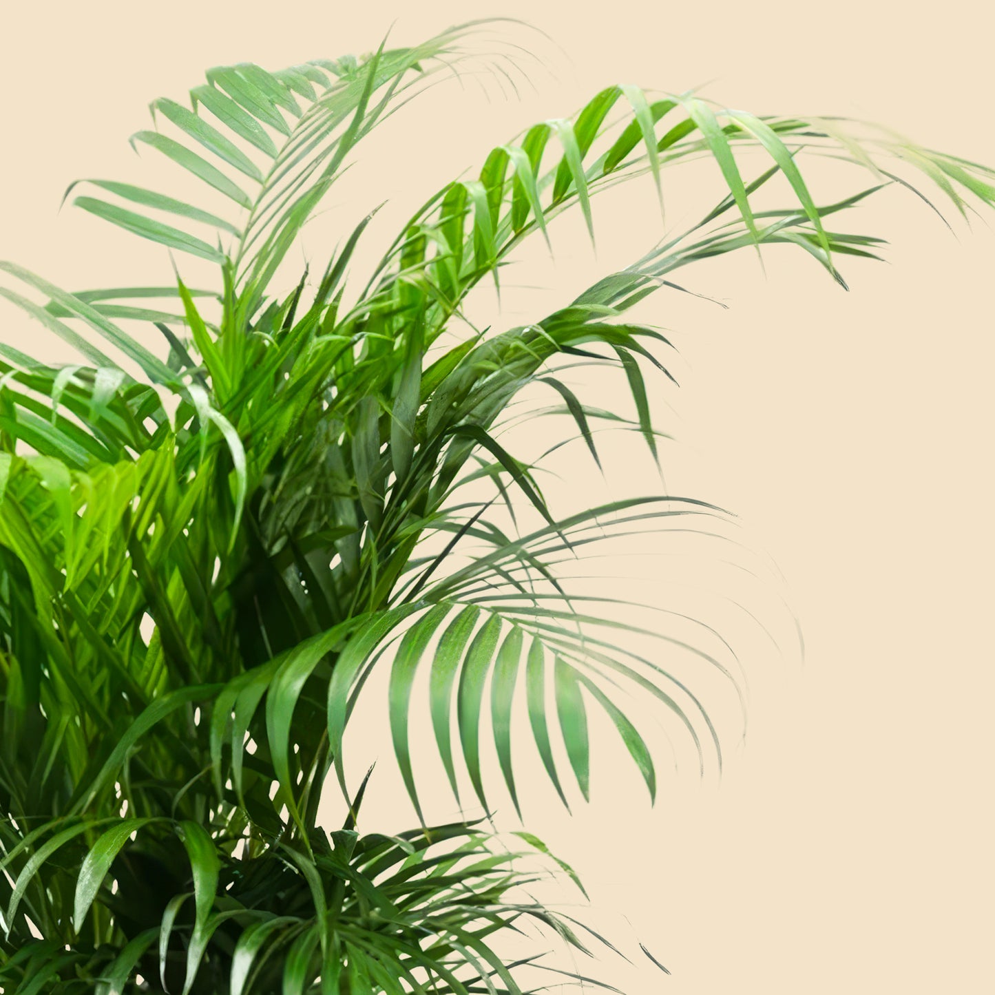 Areka Palmiyesi Areca Dypsis Lutescens