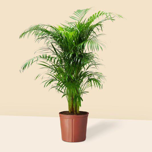 Areka Palmiyesi 120 140 cm