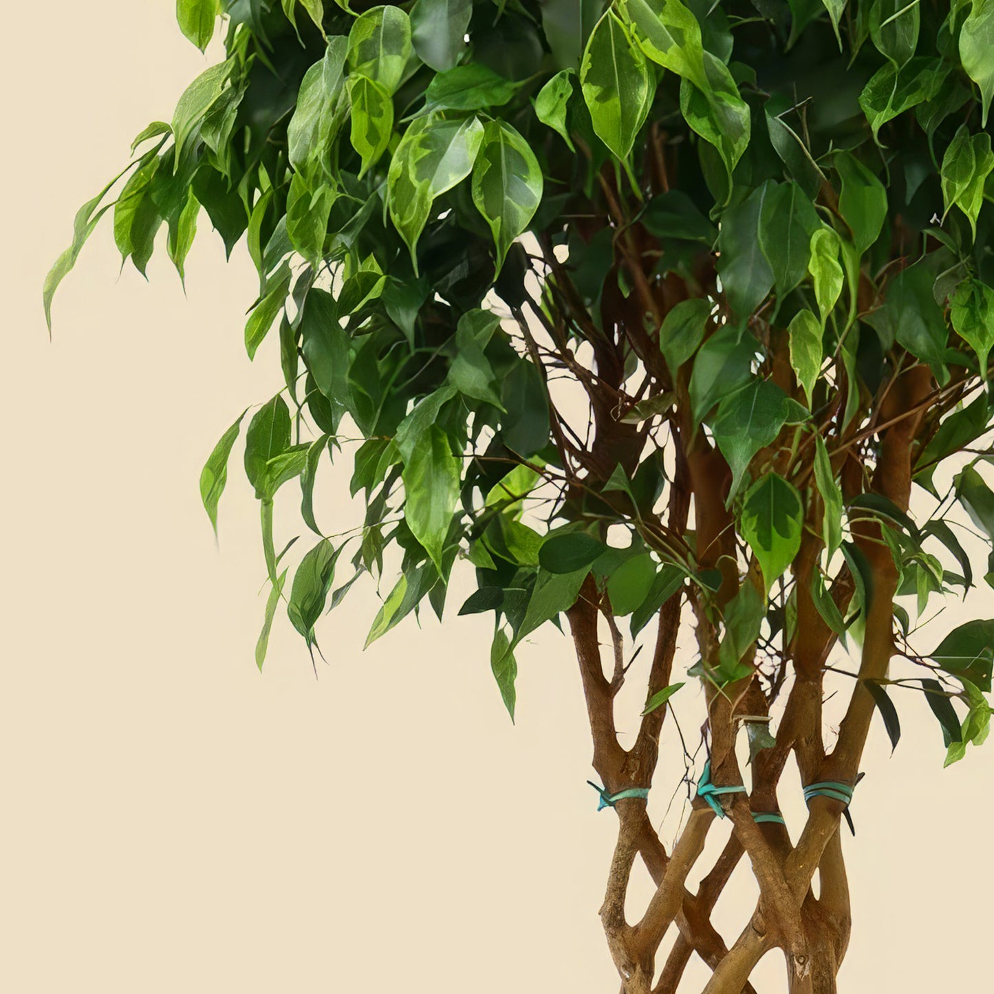 Benjamin Ağacı Ağlayan İncir Ağacı (Ficus Benjamin Anastasia) 130 140 cm
