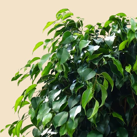 Benjamin Örgülü Kafes Ağlayan İncir Ağacı (Ficus Benjamin Danielle)