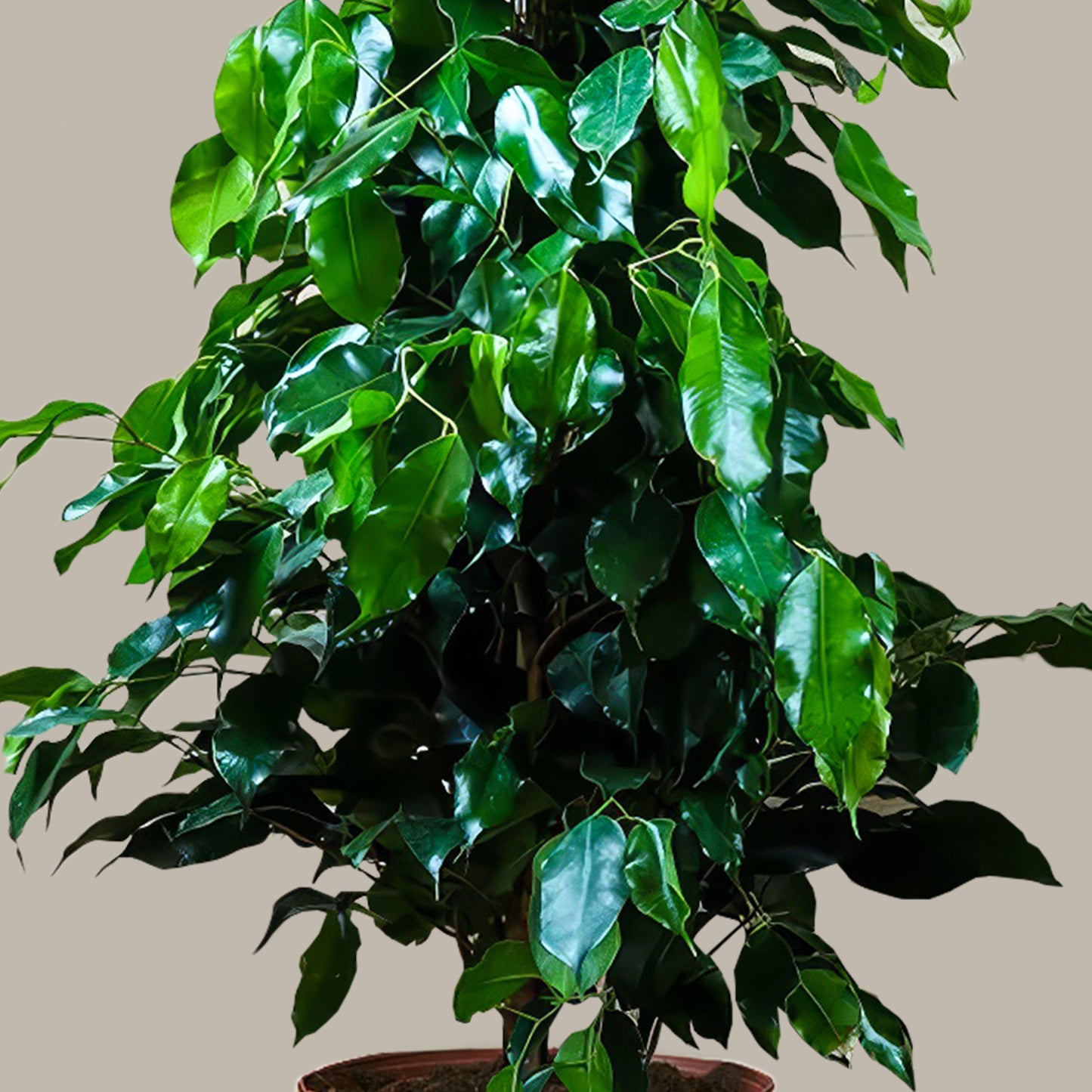 Benjamin Ağacı XL (Ficus Benjamin Danielle)