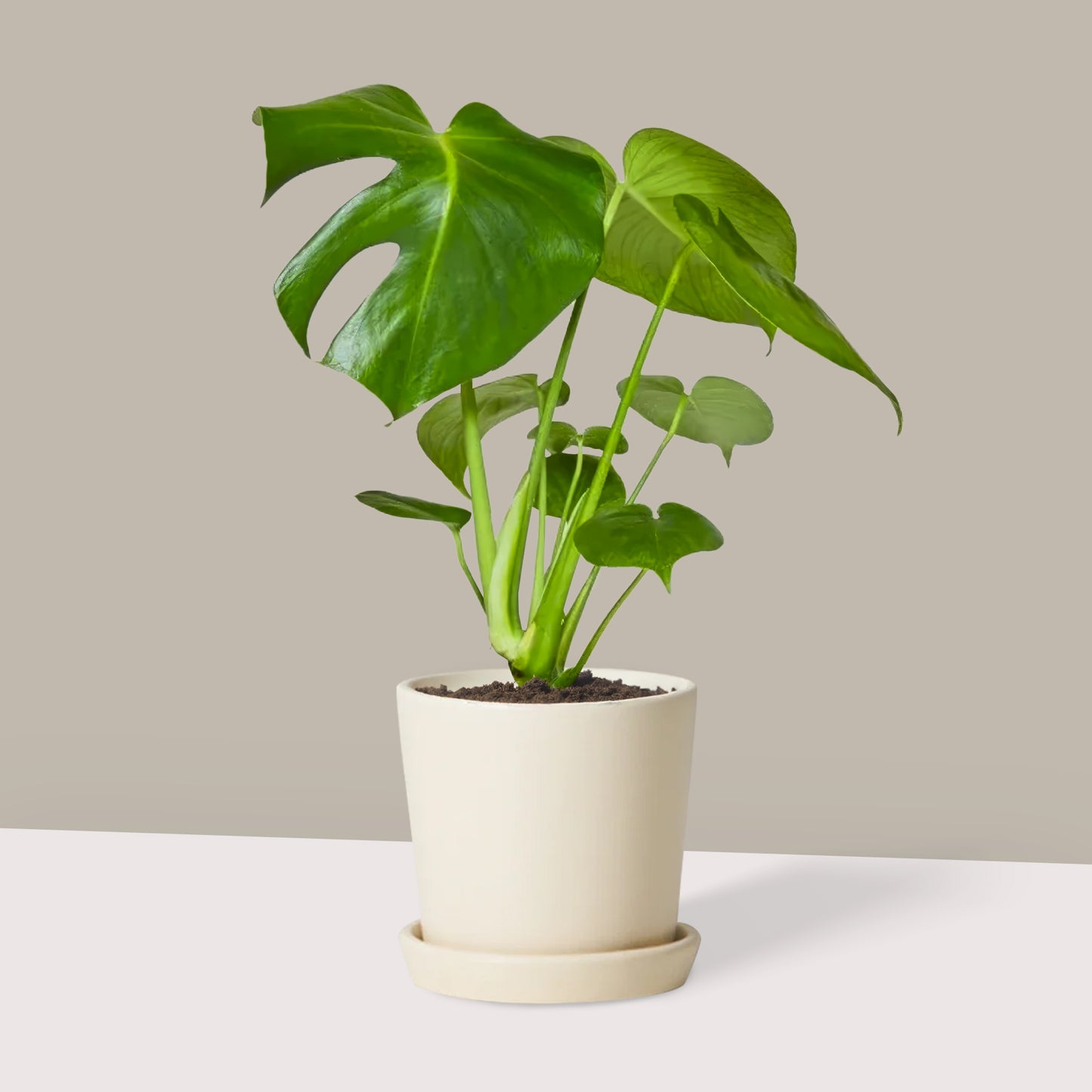 Deve Tabanı Çiçeği 50 60 cm