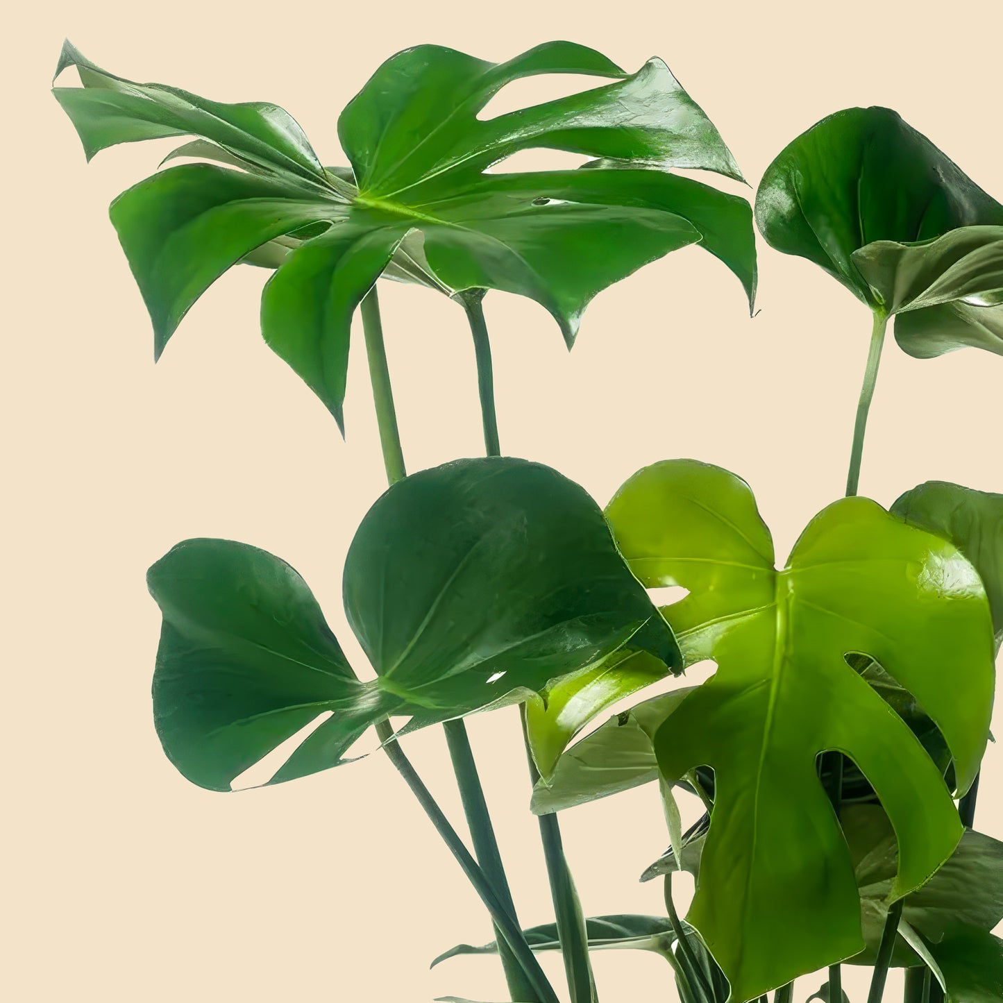 İri Yapraklı Deve Tabanı Çiçeği (Monstera Deliciosa) XL