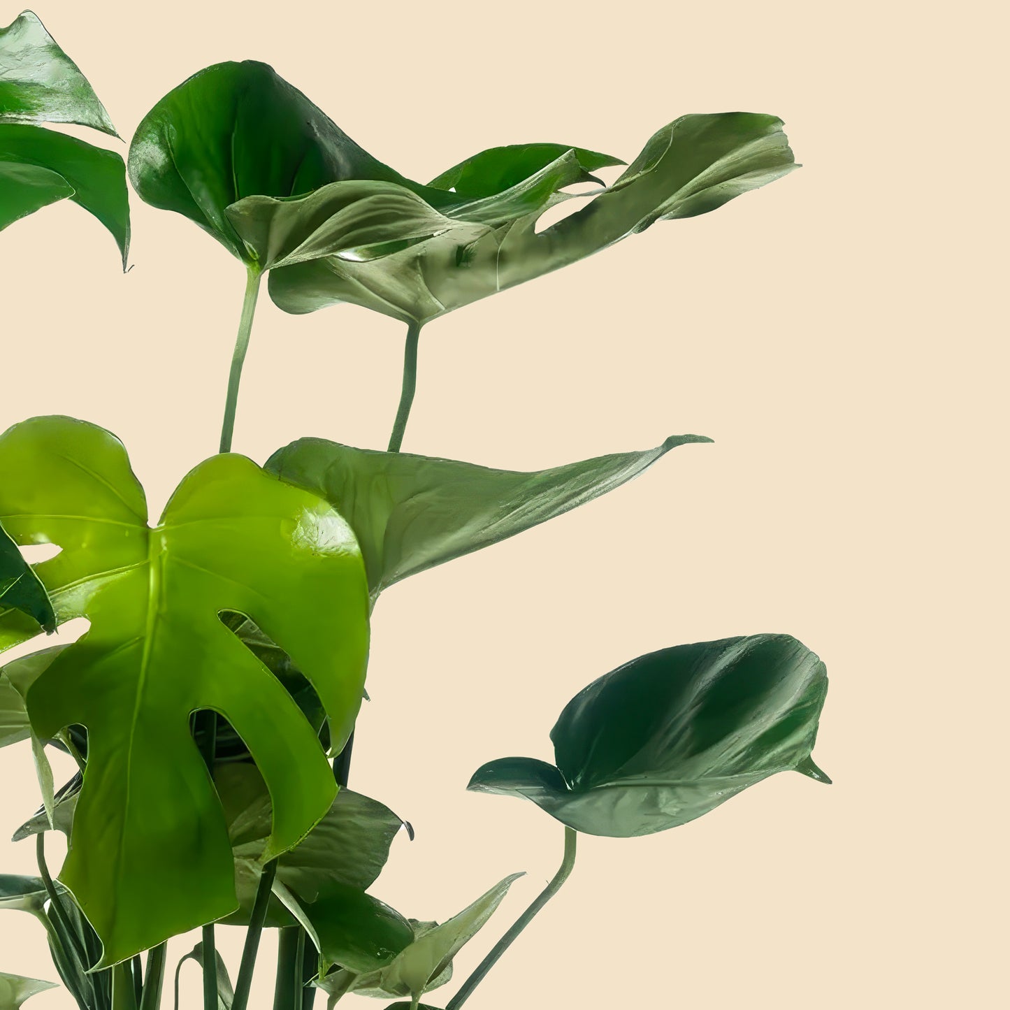 İri Yapraklı Deve Tabanı Çiçeği (Monstera Deliciosa) XL