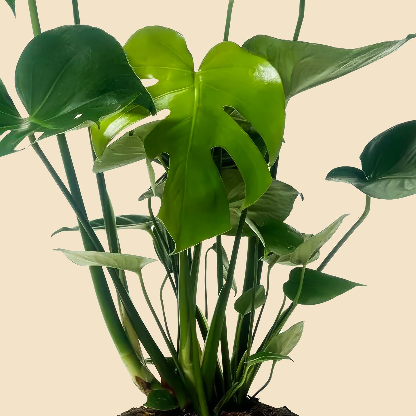 İri Yapraklı Deve Tabanı Çiçeği (Monstera Deliciosa) XL