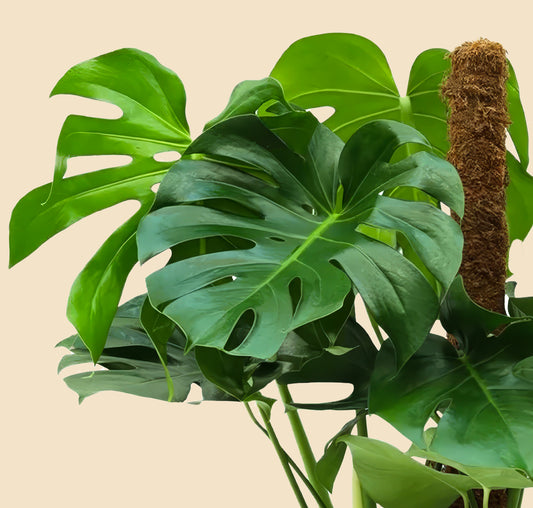 Monstera Deve Tabanı Çiçeği 80-90 cm Yosun Çubuklu