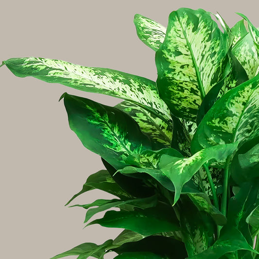 Difenbahçe (Ağlayan Çiçek) 30 50