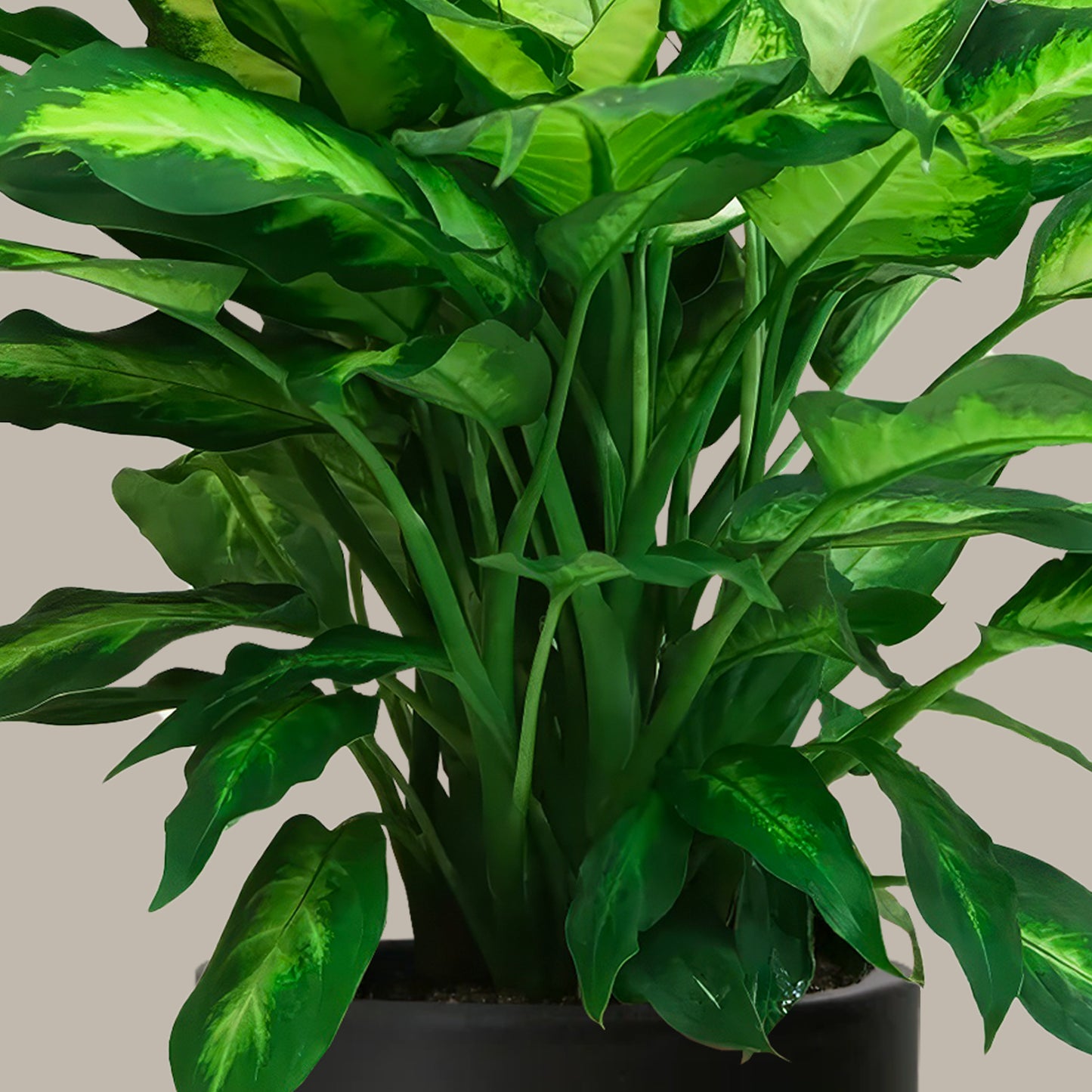Difenbahya 40 50 cm
