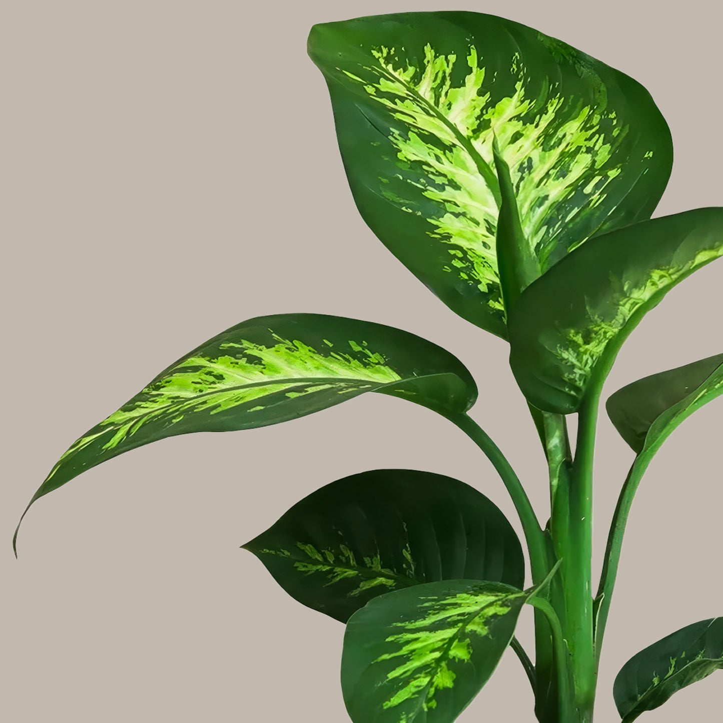 Difenbahya 60 70 cm (Ağlayan Çiçek - Dieffenbachia Tropik Snow)