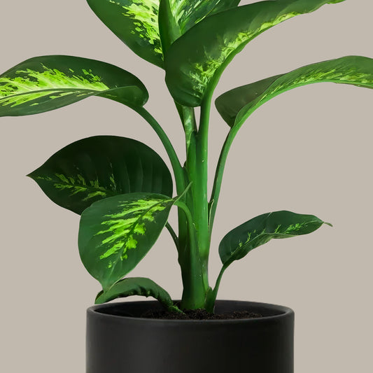 Difenbahya 60 70 cm (Ağlayan Çiçek - Dieffenbachia Tropik Snow)