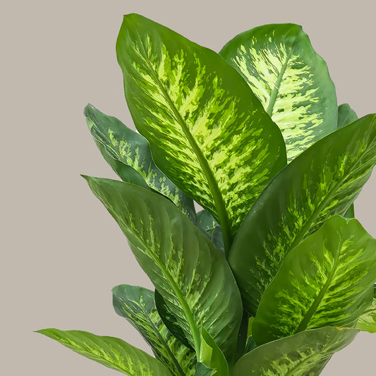 Difenbahya XL 100 120 cm