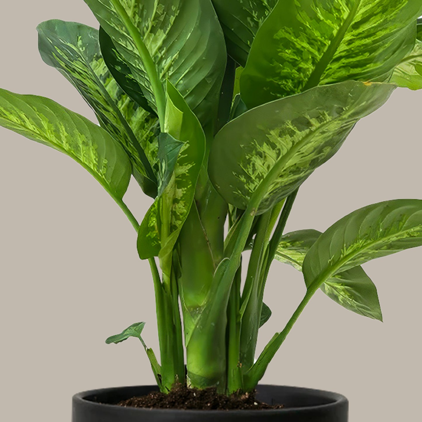 Difenbahya XL 100 120 cm