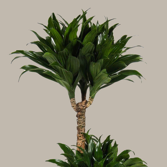 Dracaena 3 gövdeli