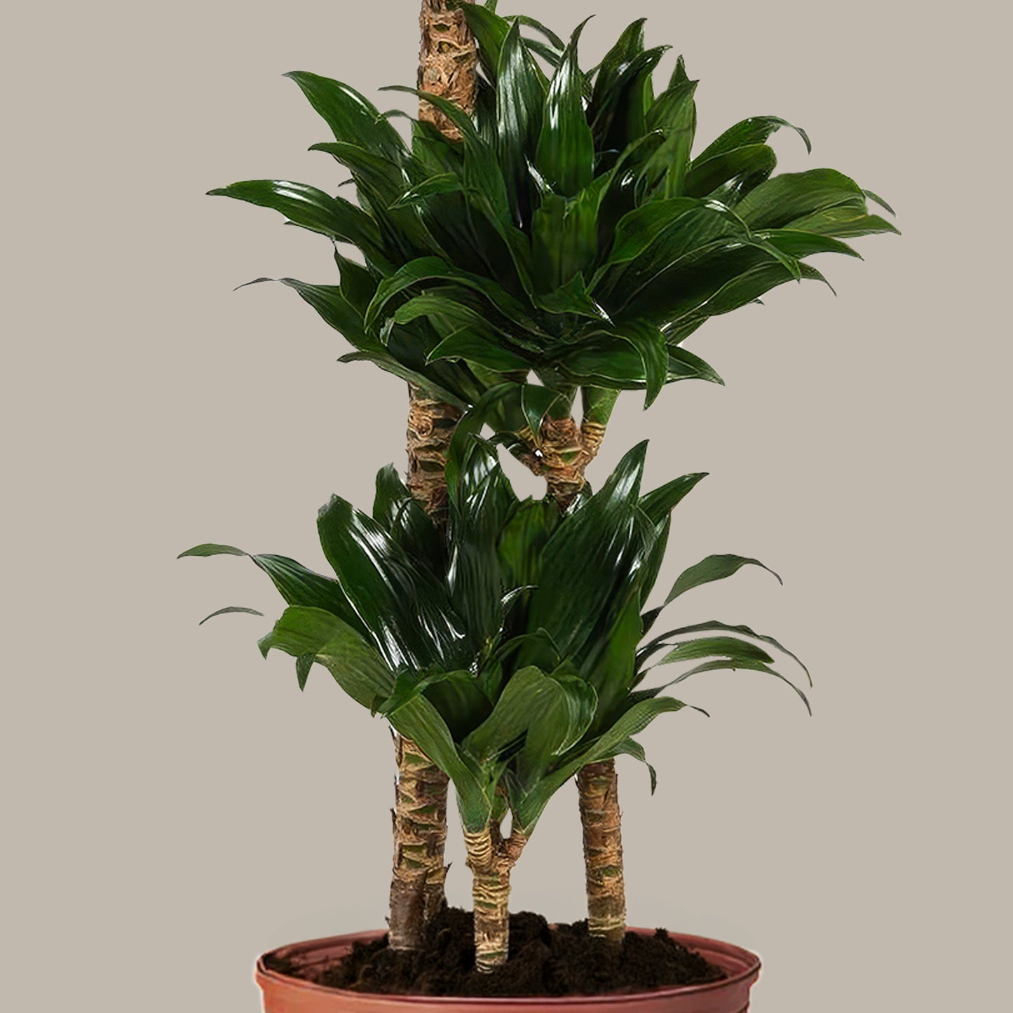 Dracaena 3 gövdeli