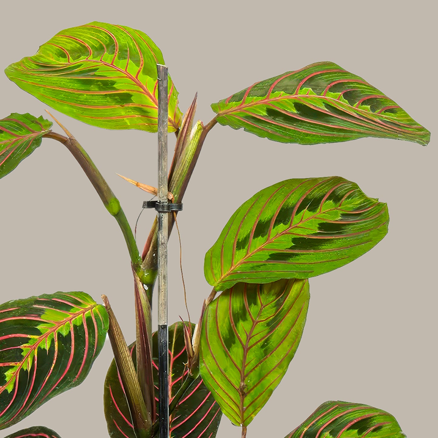Duaçiçeği Kalatya Maranta