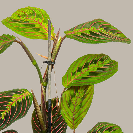 Dua Çiçeği Kalatya Maranta – Calathea Marantha Canlı Salon Bitkisi