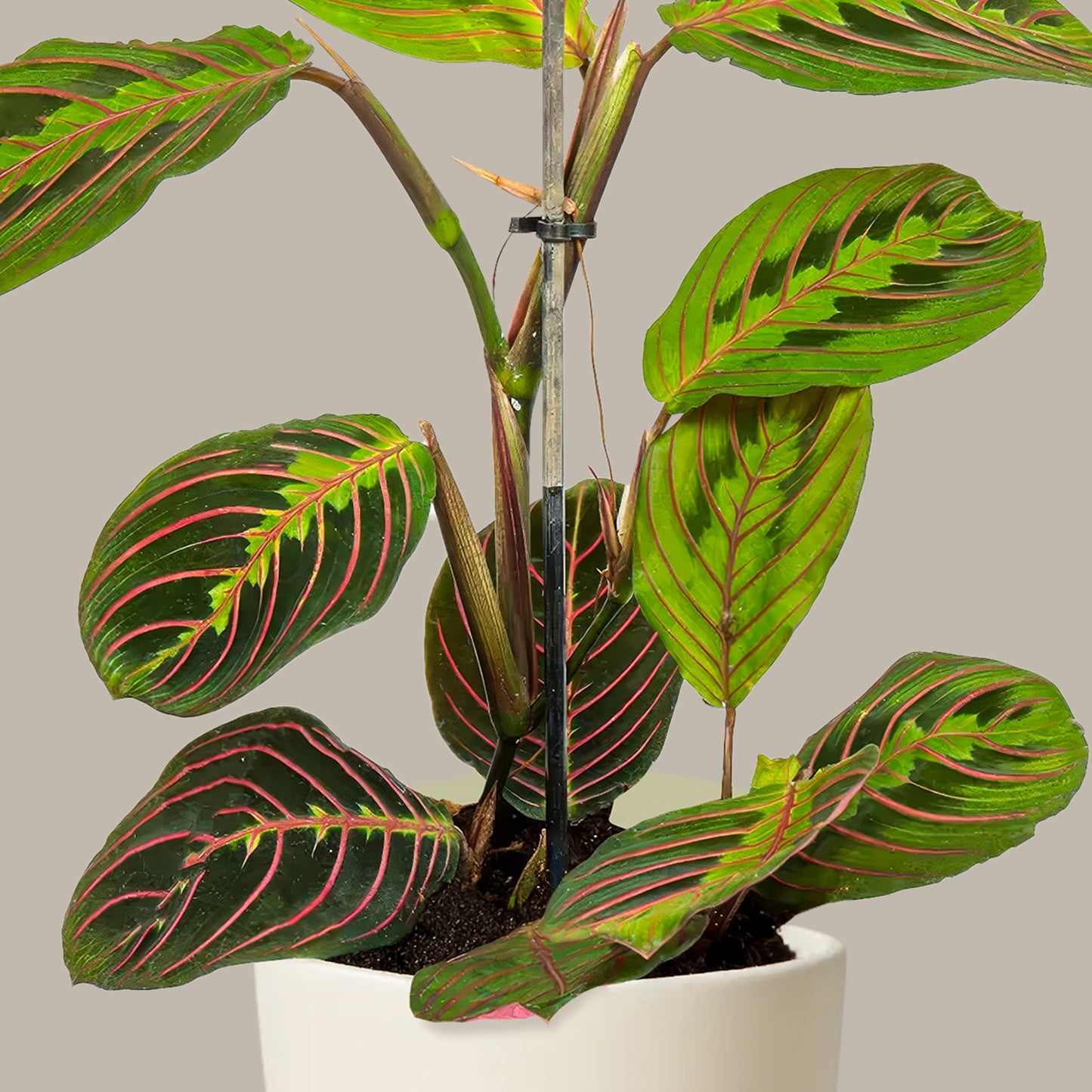 Duaçiçeği Kalatya Maranta