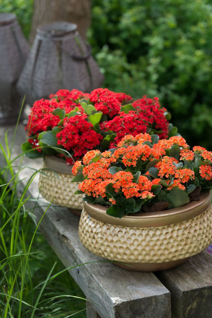 Kalonşo (Kalanchoe) Canlı Çiçek Masa Boy