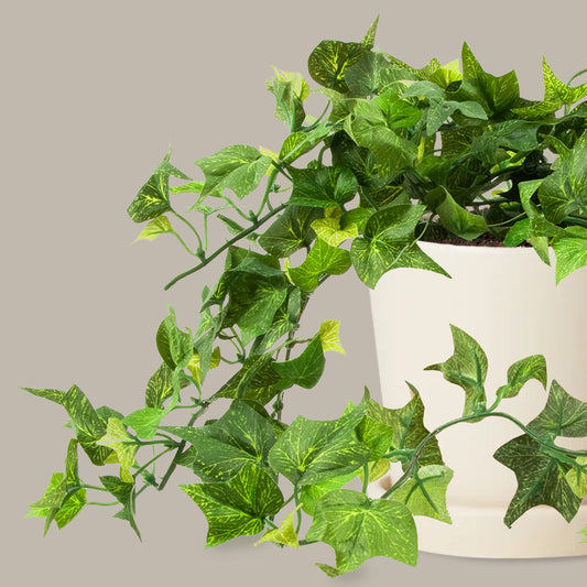 Hedera Helix Duvar Sarmaşığı