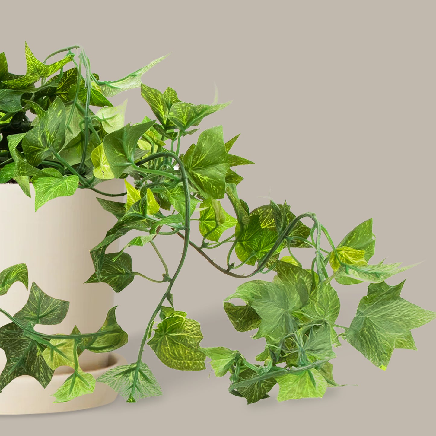 Hedera Helix Duvar Sarmaşığı