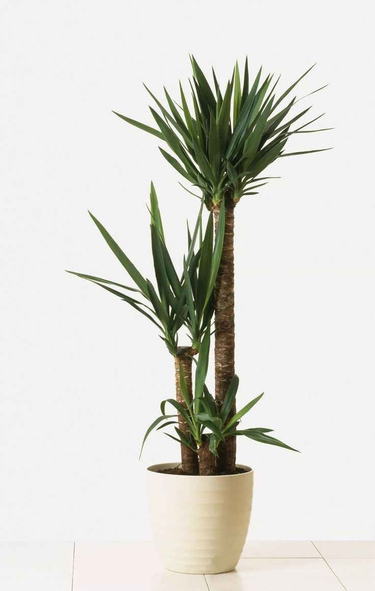 Yuka 3 Gövdeli (Yucca Massengena) Plastik Saksılı 130 140 cm