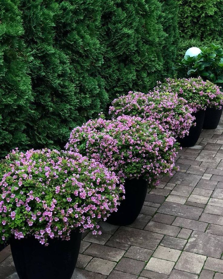 XXL Kasımpatı (Chrysanthemum morifolium)