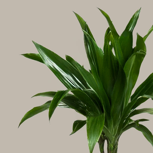 Janet Craig 2 Gövdeli-Dracena Fragrans