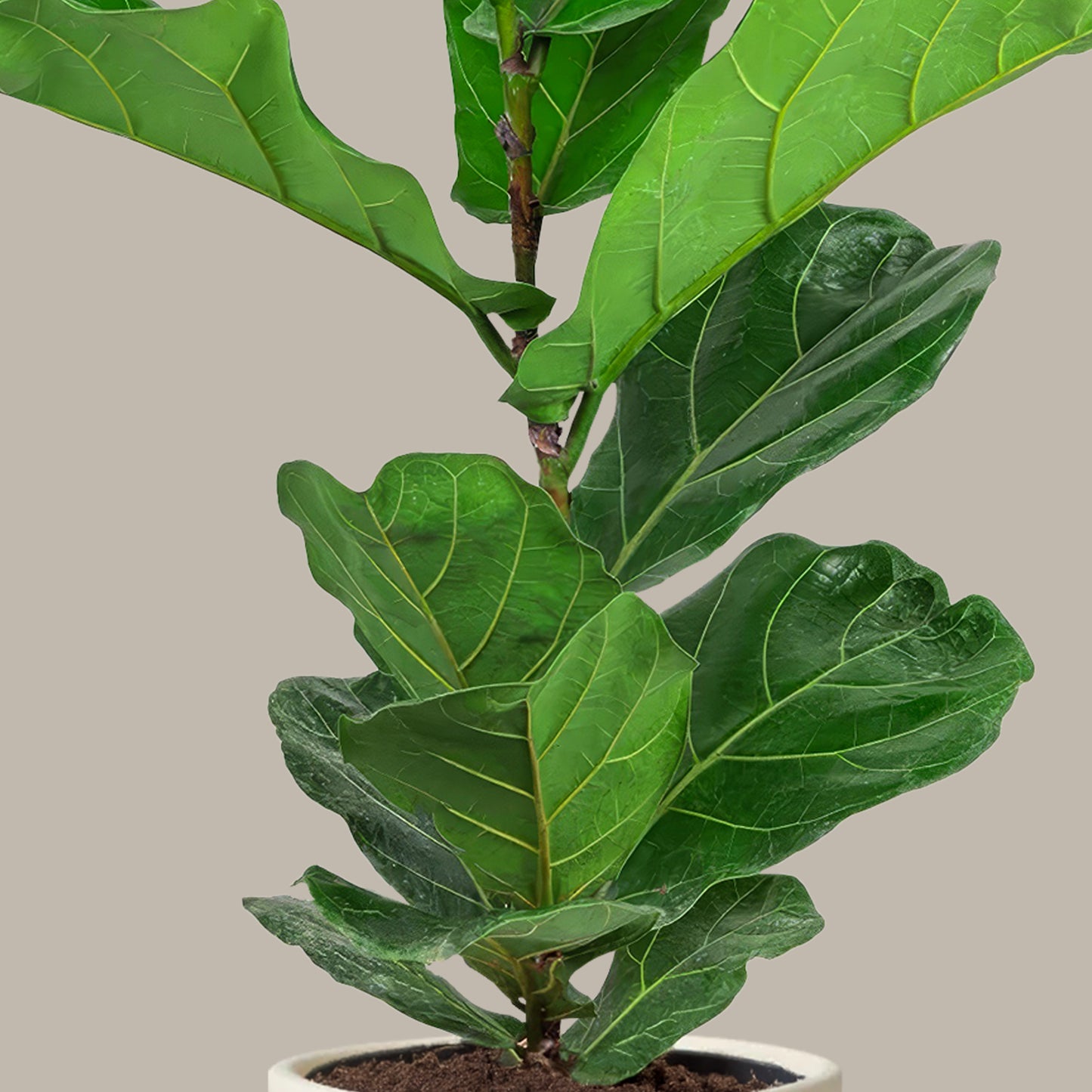 Kauçuk Çiçeği Keman Yapraklı (Ficus Lyrata)