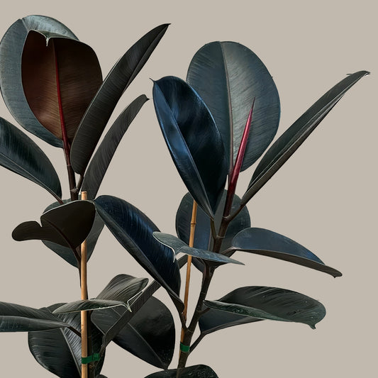 Kauçuk Çiçeği Siyah 2 Gövdeli