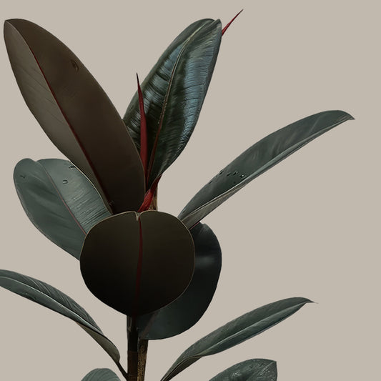 Kauçuk Çiçeği Siyah Ficus Elastica Abidjan-Tek Köklü