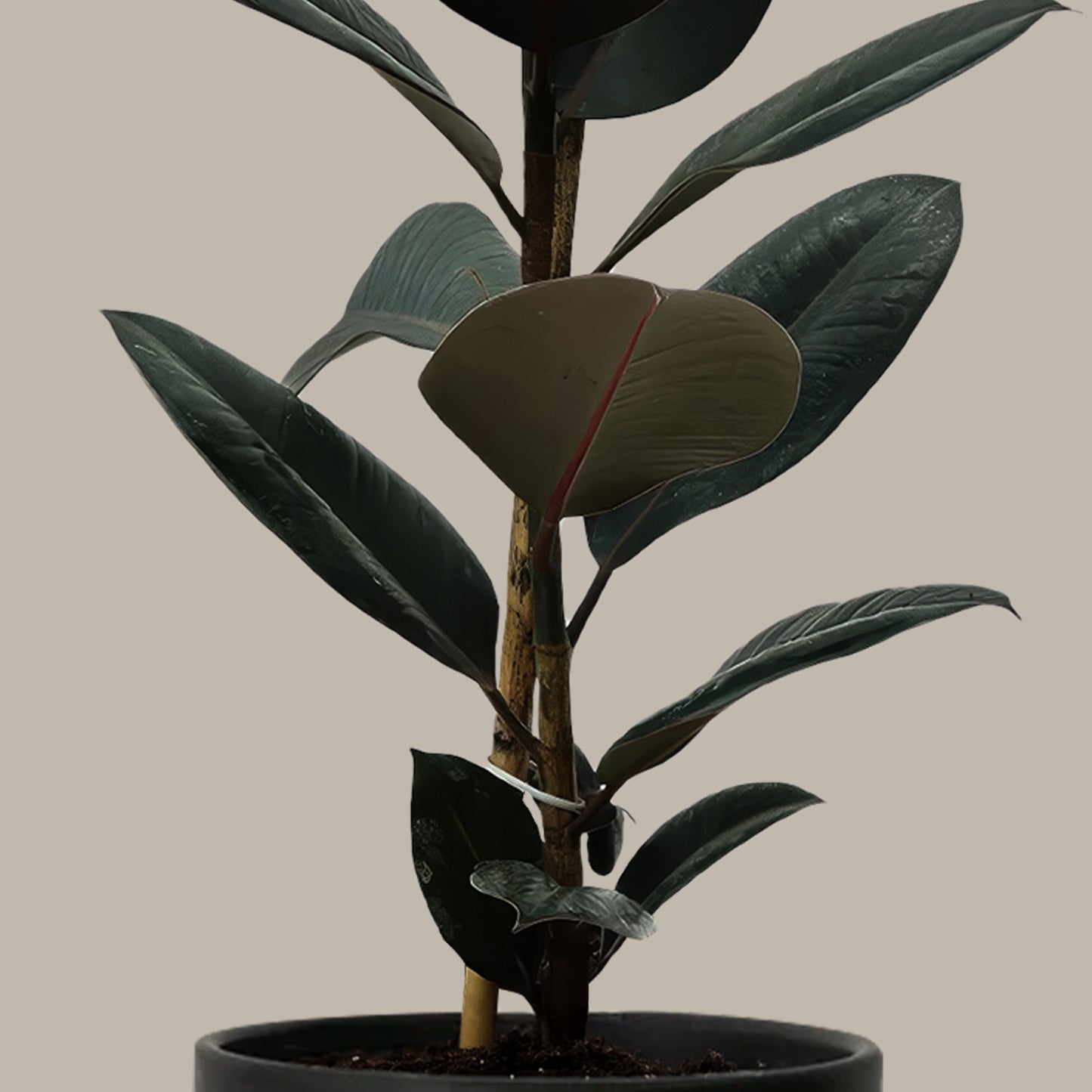 Kauçuk Çiçeği Siyah (Ficus Elastica Abidjan-Tek Köklü)
