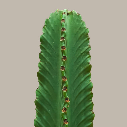 Kovboy Kaktüs-Dikensiz Süt Ağacı - Euphorbia Ingens