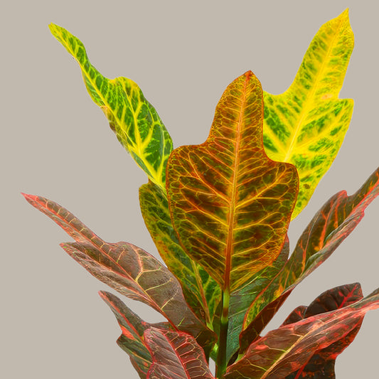 Kraton Bitkisi L Kraton - Croton Petra