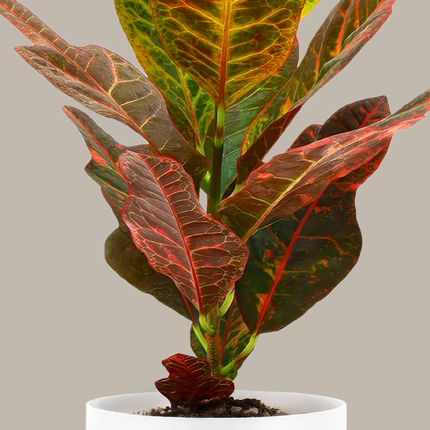 Kraton Bitkisi L (Kraton - Croton Petra)