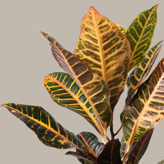 Kraton Çiçeği Petra Croton Petra Curvy